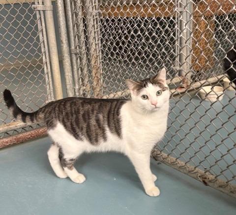 Enlarge Sammy, a Adoptable mixed breed in Ogdensburg, NY image 1/1