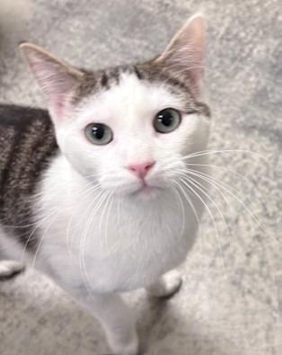 Enlarge Sammy, a Adoptable mixed breed in Ogdensburg, NY image 2/2