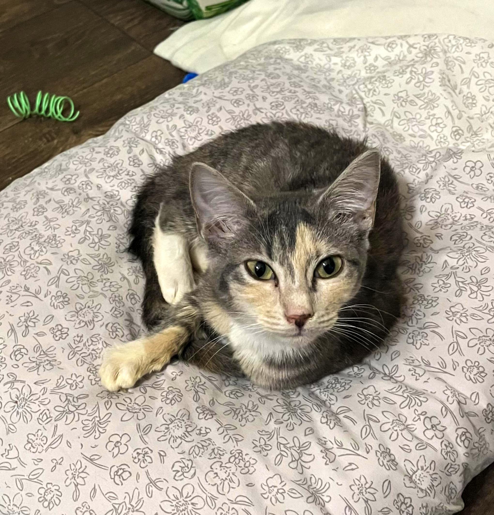 Enlarge Sweet Pea, a Adoptable mixed breed in Frederick , MD image 1/6
