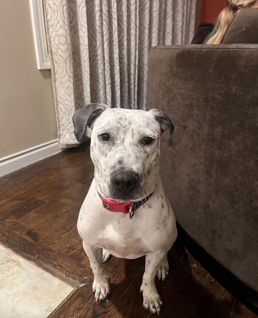 Enlarge France, a Adoptable mixed breed in Philadelphia, PA image 1/6