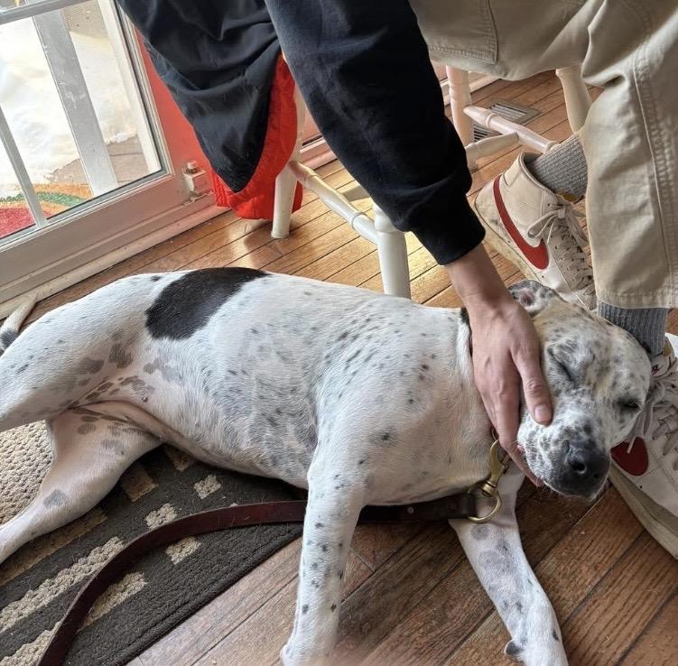 Enlarge France, a Adoptable mixed breed in Philadelphia, PA image 6/6