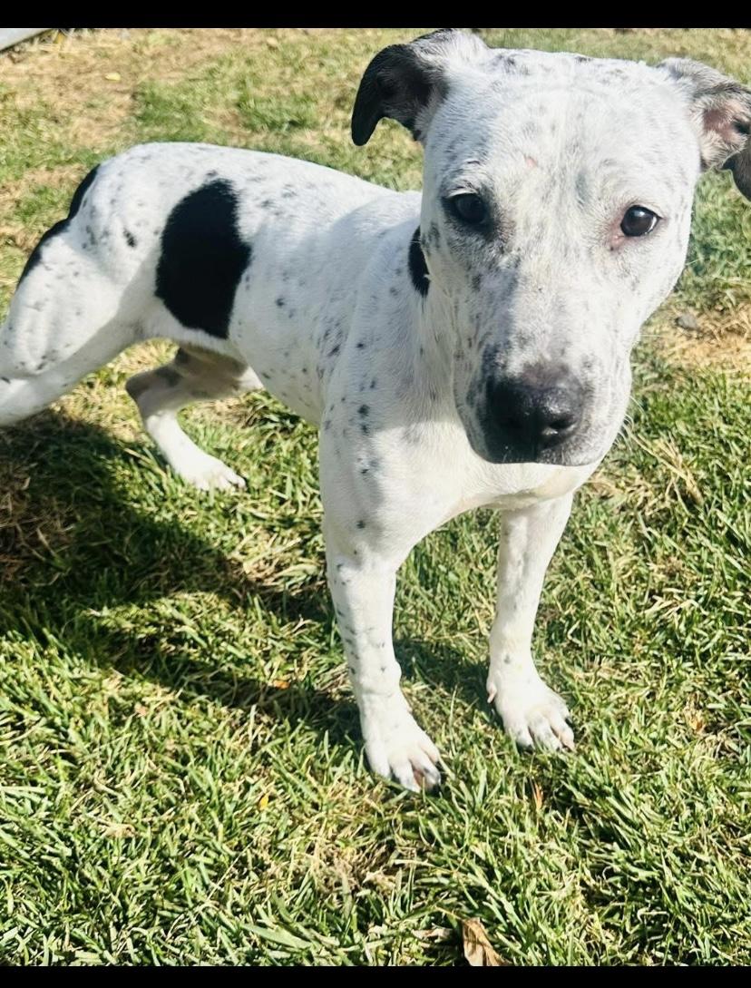 France, Adoptable, Adult Female Pit Bull Terrier.