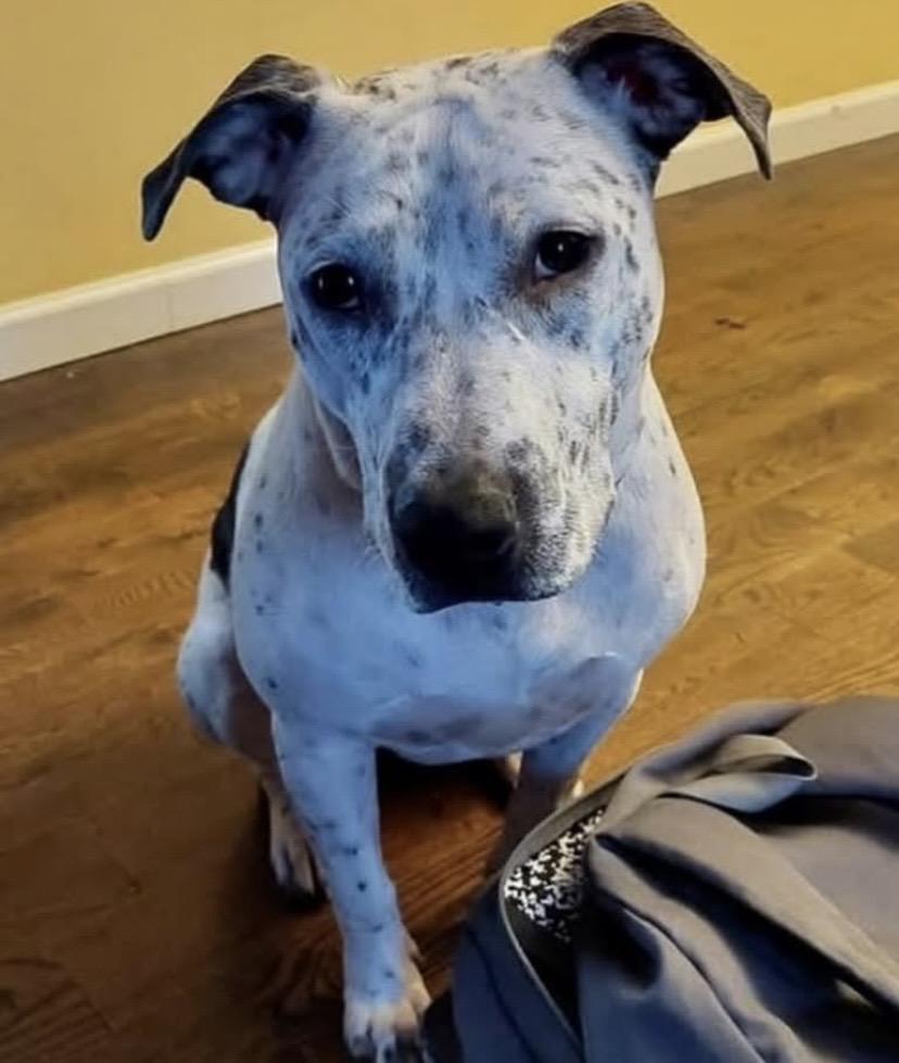 Enlarge France, a Adoptable mixed breed in Philadelphia, PA image 6/6