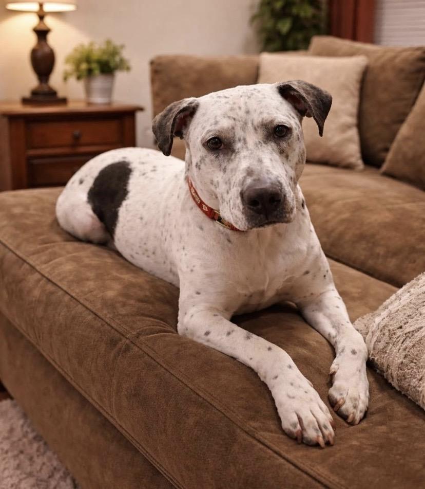 Enlarge France, a Adoptable mixed breed in Philadelphia, PA image 1/6