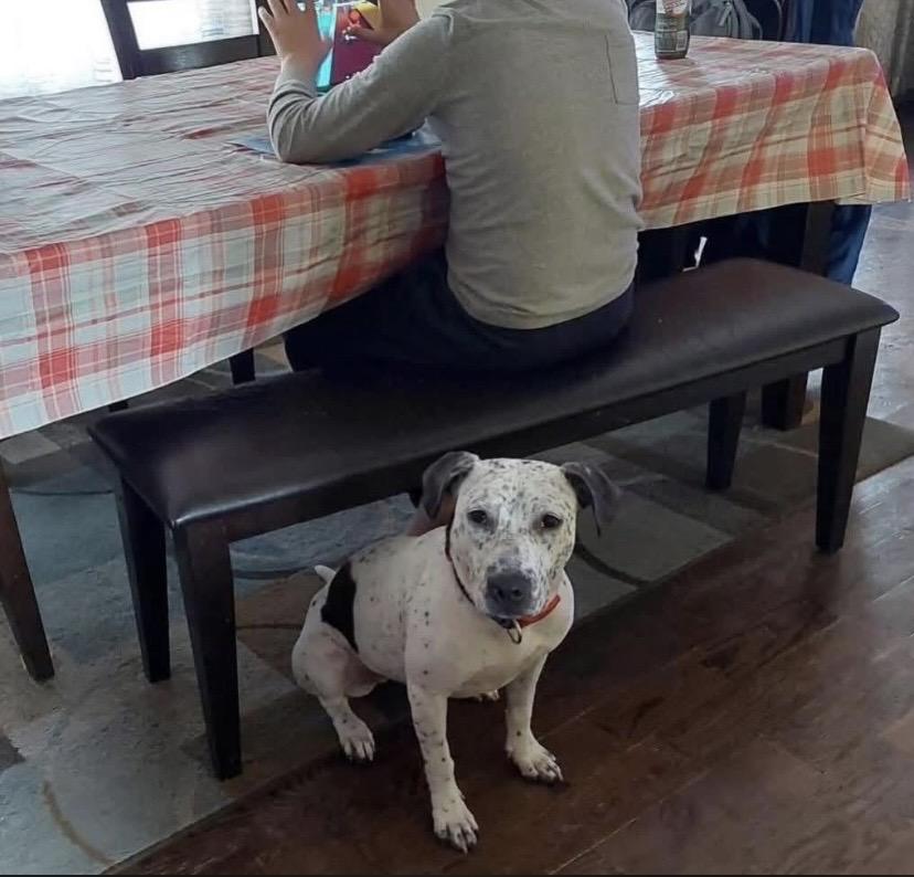 Enlarge France, a Adoptable mixed breed in Philadelphia, PA image 4/6