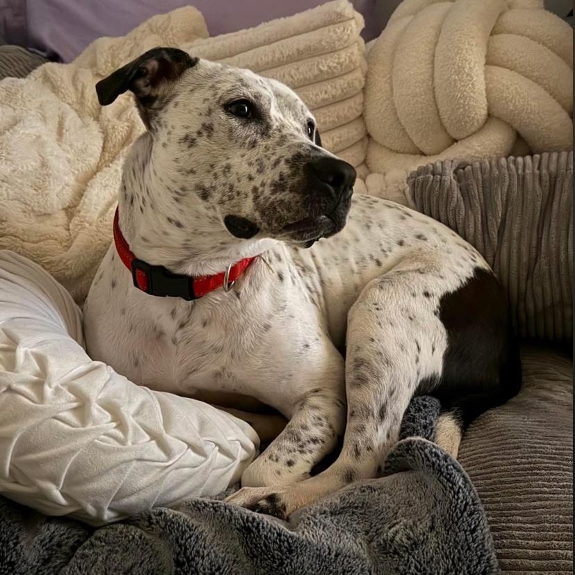 Enlarge France, a Adoptable mixed breed in Philadelphia, PA image 6/6