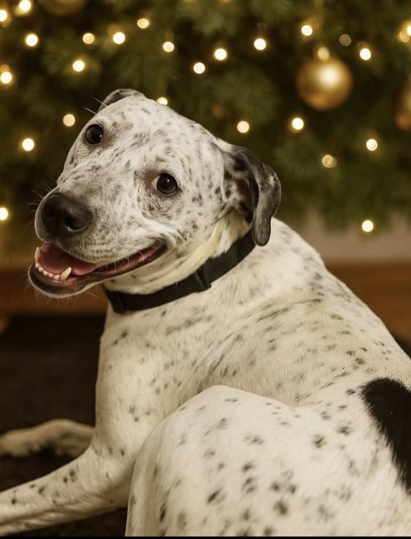 Enlarge France, a Adoptable mixed breed in Philadelphia, PA image 2/6