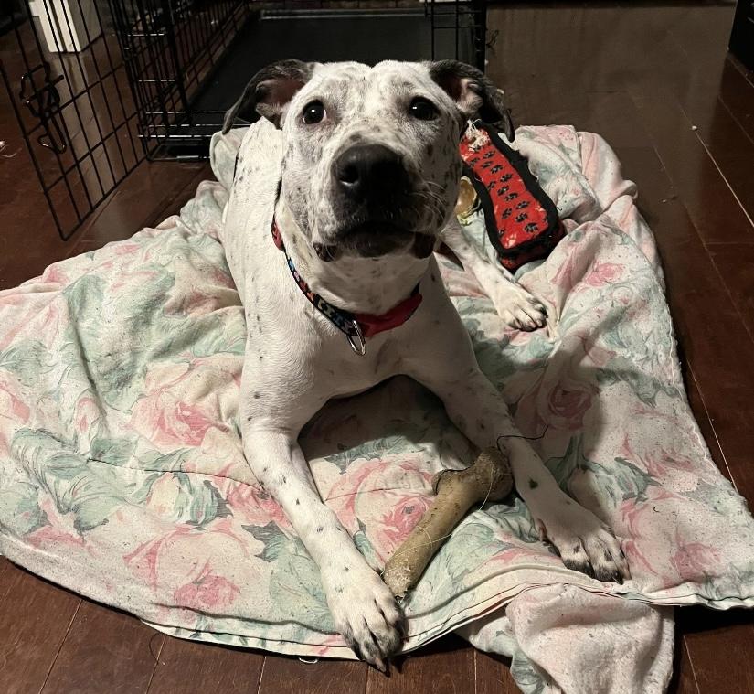 Enlarge France, a Adoptable mixed breed in Philadelphia, PA image 4/6