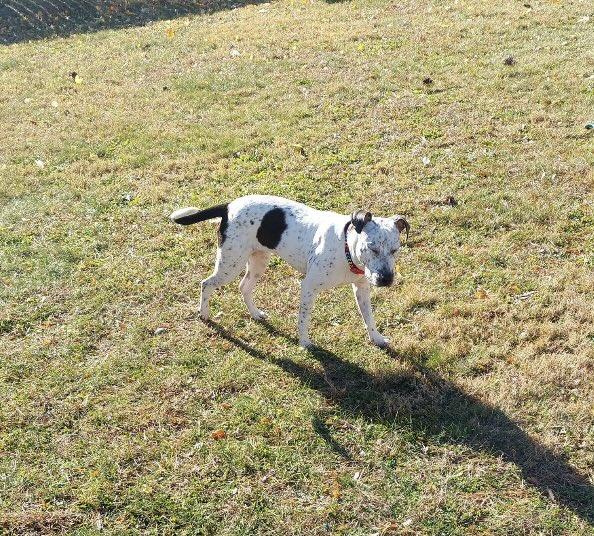 Enlarge France, a Adoptable mixed breed in Philadelphia, PA image 5/6