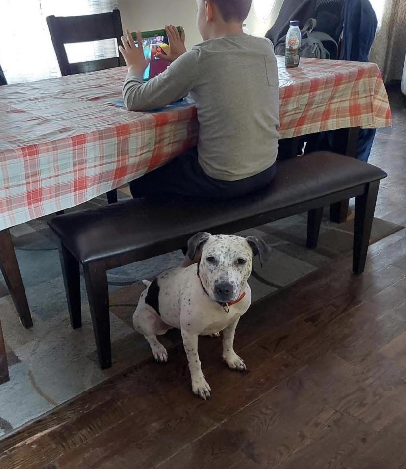 Enlarge France, a Adoptable mixed breed in Philadelphia, PA image 2/6