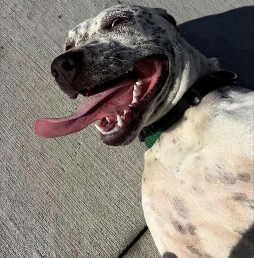 Enlarge France, a Adoptable mixed breed in Philadelphia, PA image 5/6