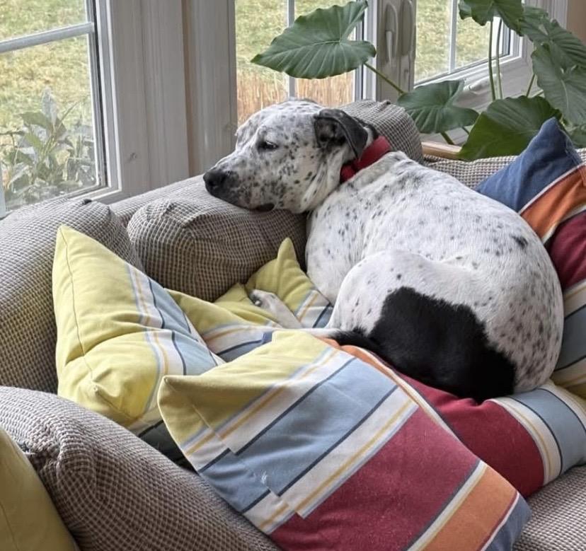 Enlarge France, a Adoptable mixed breed in Philadelphia, PA image 2/6