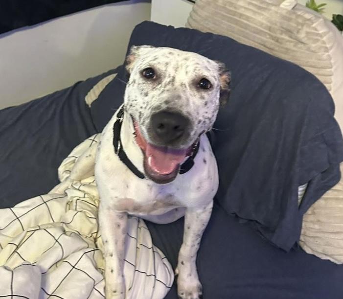 France, Adoptable, Adult Female Pit Bull Terrier.