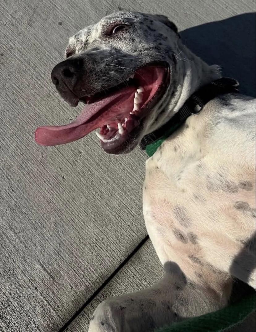 Enlarge France, a Adoptable mixed breed in Philadelphia, PA image 4/6