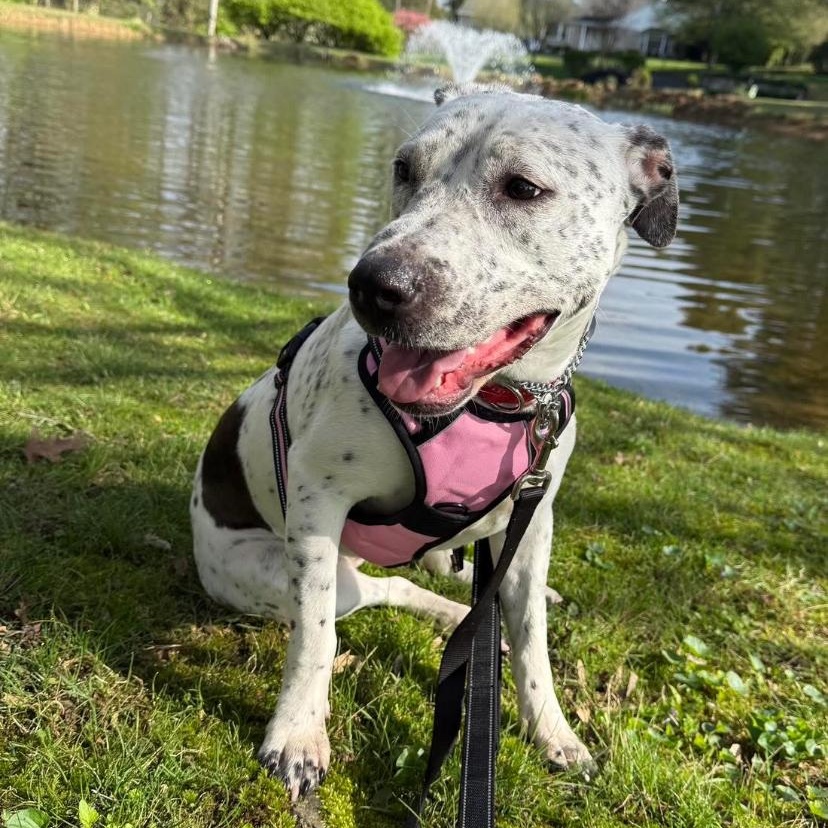 Enlarge France, a Adoptable mixed breed in Philadelphia, PA image 1/6