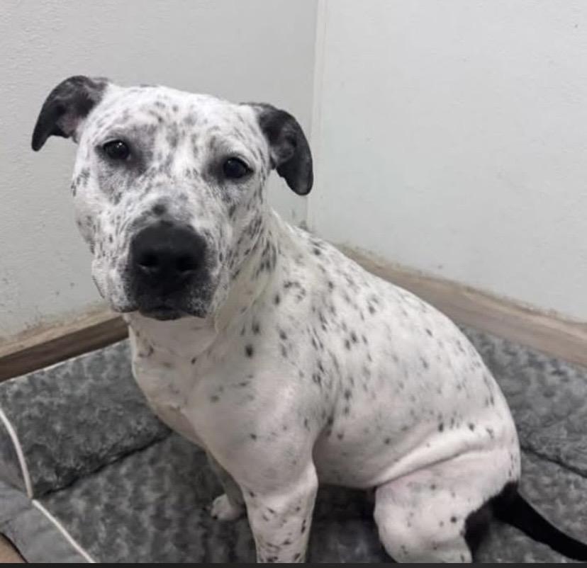 Enlarge France, a Adoptable mixed breed in Philadelphia, PA image 3/6