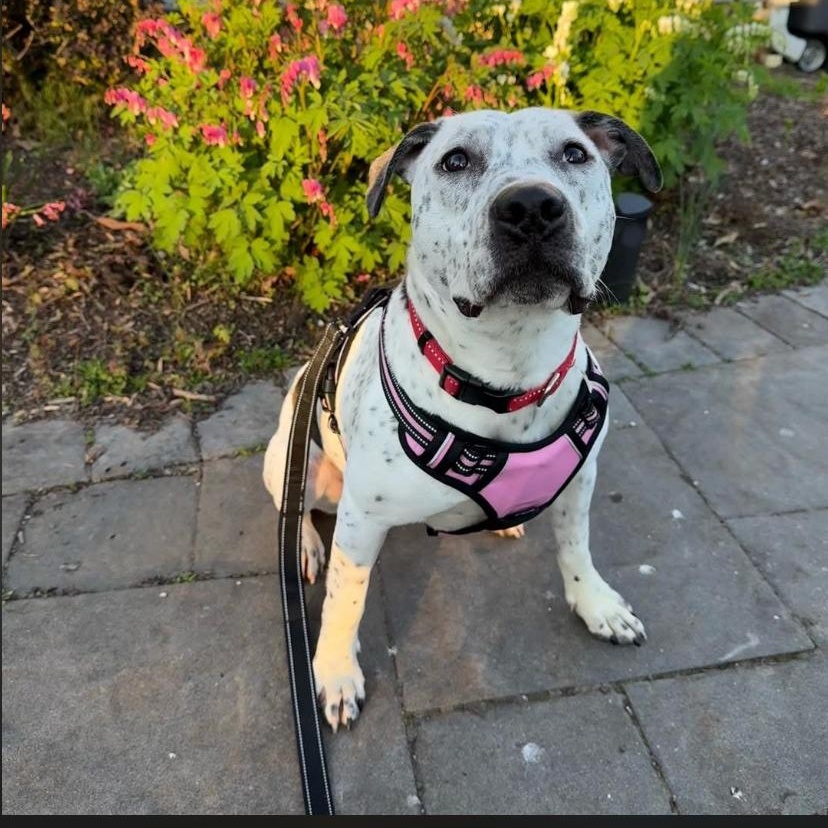 Enlarge France, a Adoptable mixed breed in Philadelphia, PA image 5/6