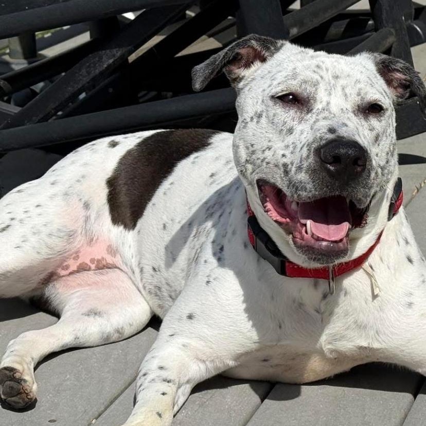 Enlarge France, a Adoptable mixed breed in Philadelphia, PA image 3/6