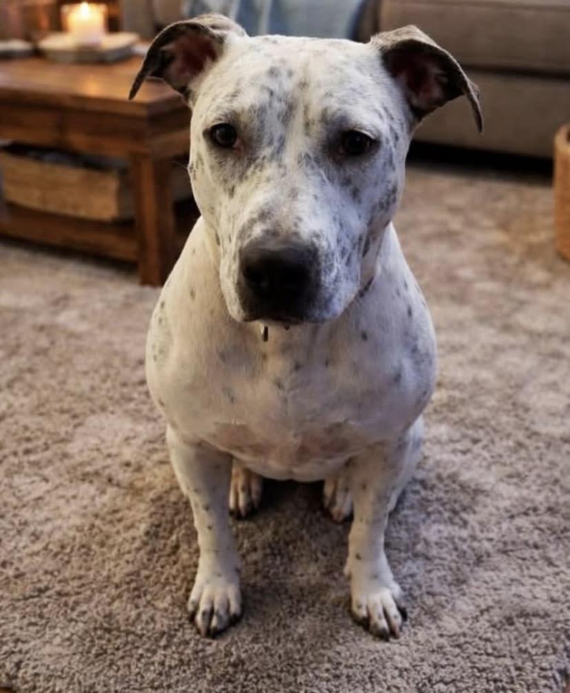 France, Adoptable, Adult Female Pit Bull Terrier & American Staffordshire Terrier.