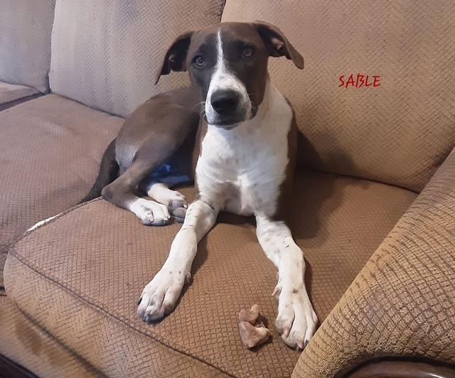 Sable