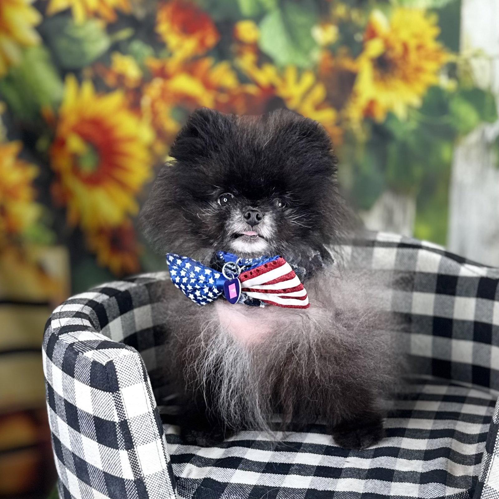 Ty Noir, Adopted, Adult Male Pomeranian.