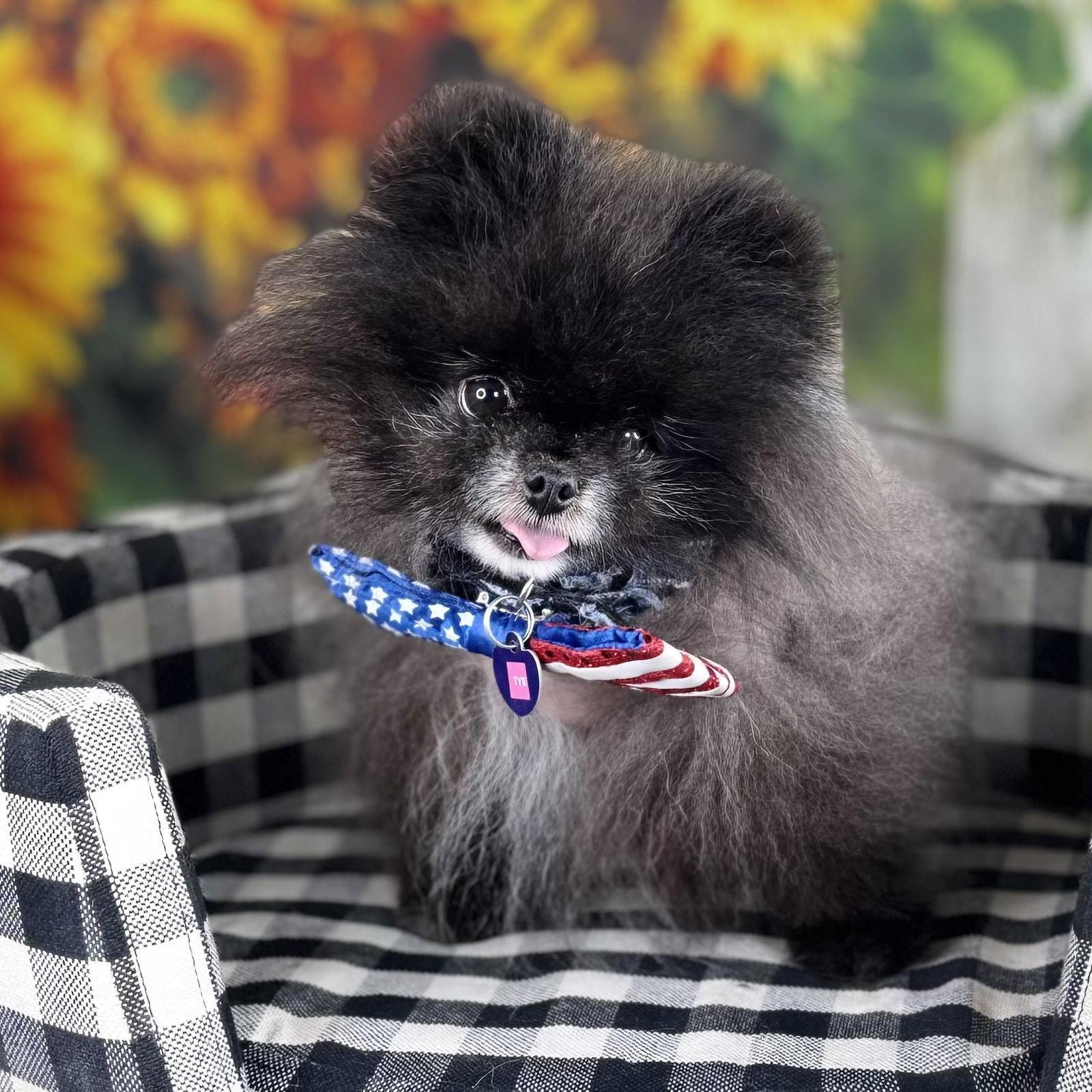 Ty Noir, a Adopted Pomeranian in Garland, TX image 2/3