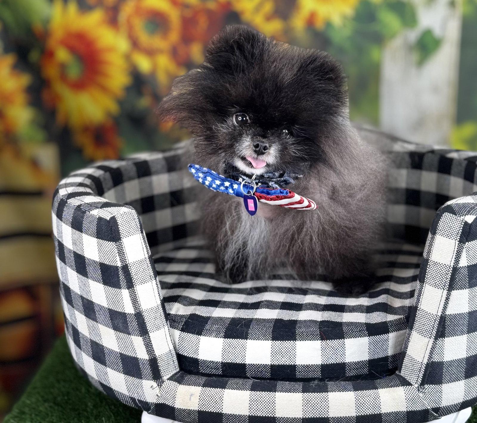 Ty Noir, a Adopted Pomeranian in Garland, TX image 3/3
