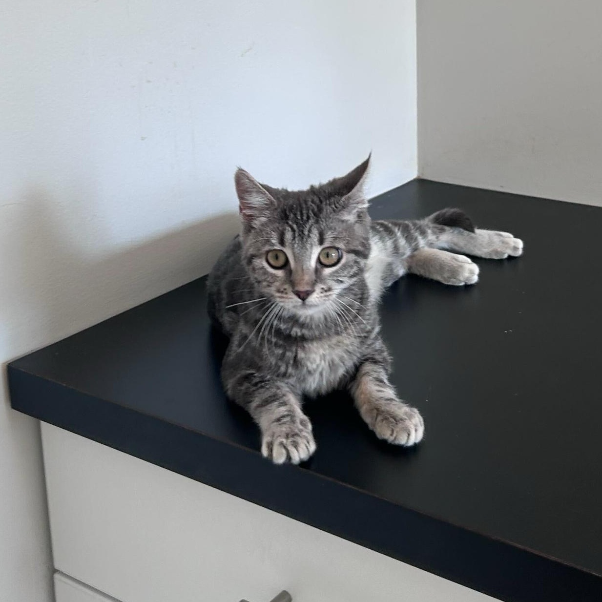 Enlarge Agnes, an adopted Domestic Short Hair in North Haven, CT image 3/5