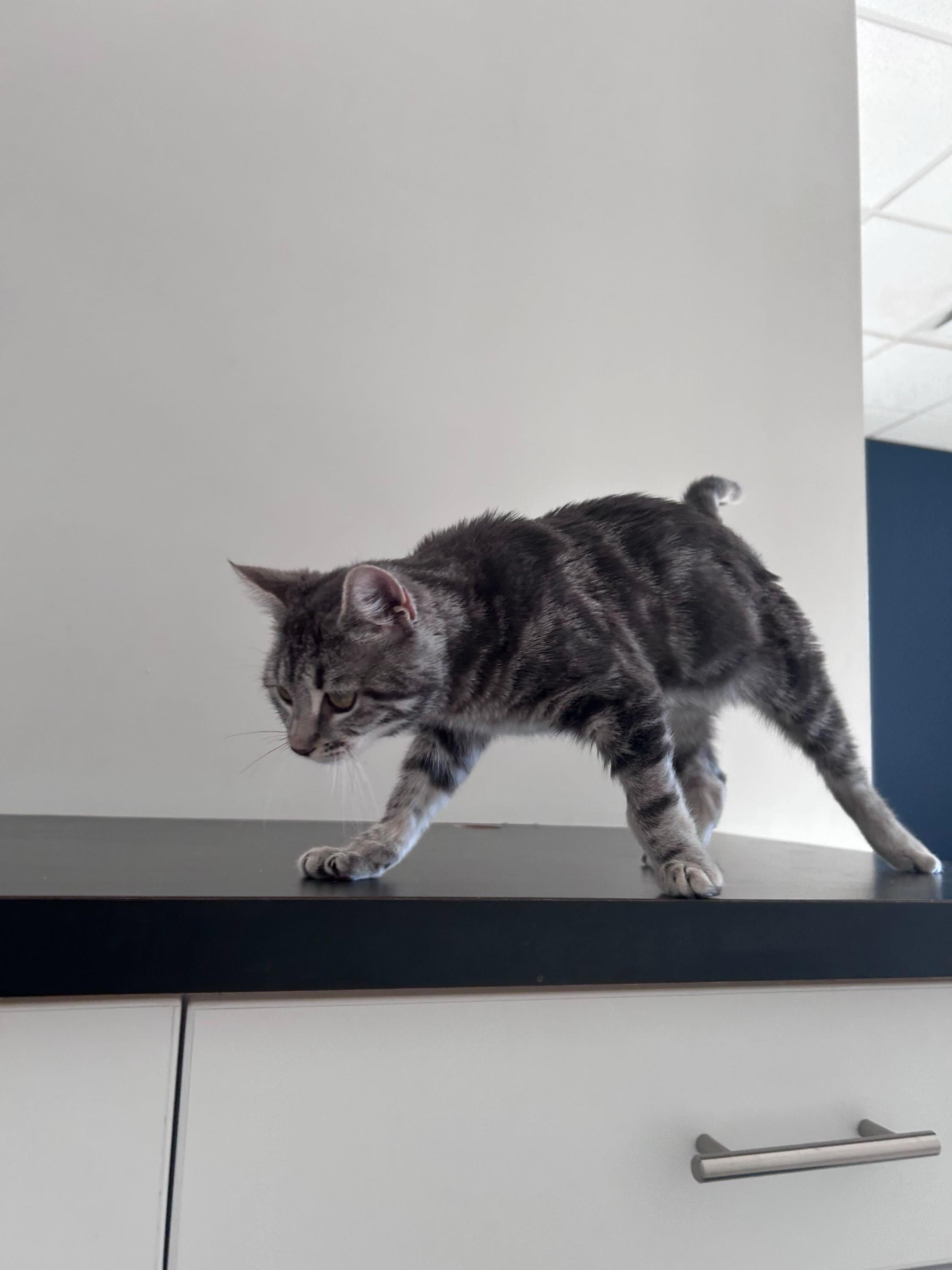 Enlarge Agnes, an adopted Domestic Short Hair in North Haven, CT image 5/5