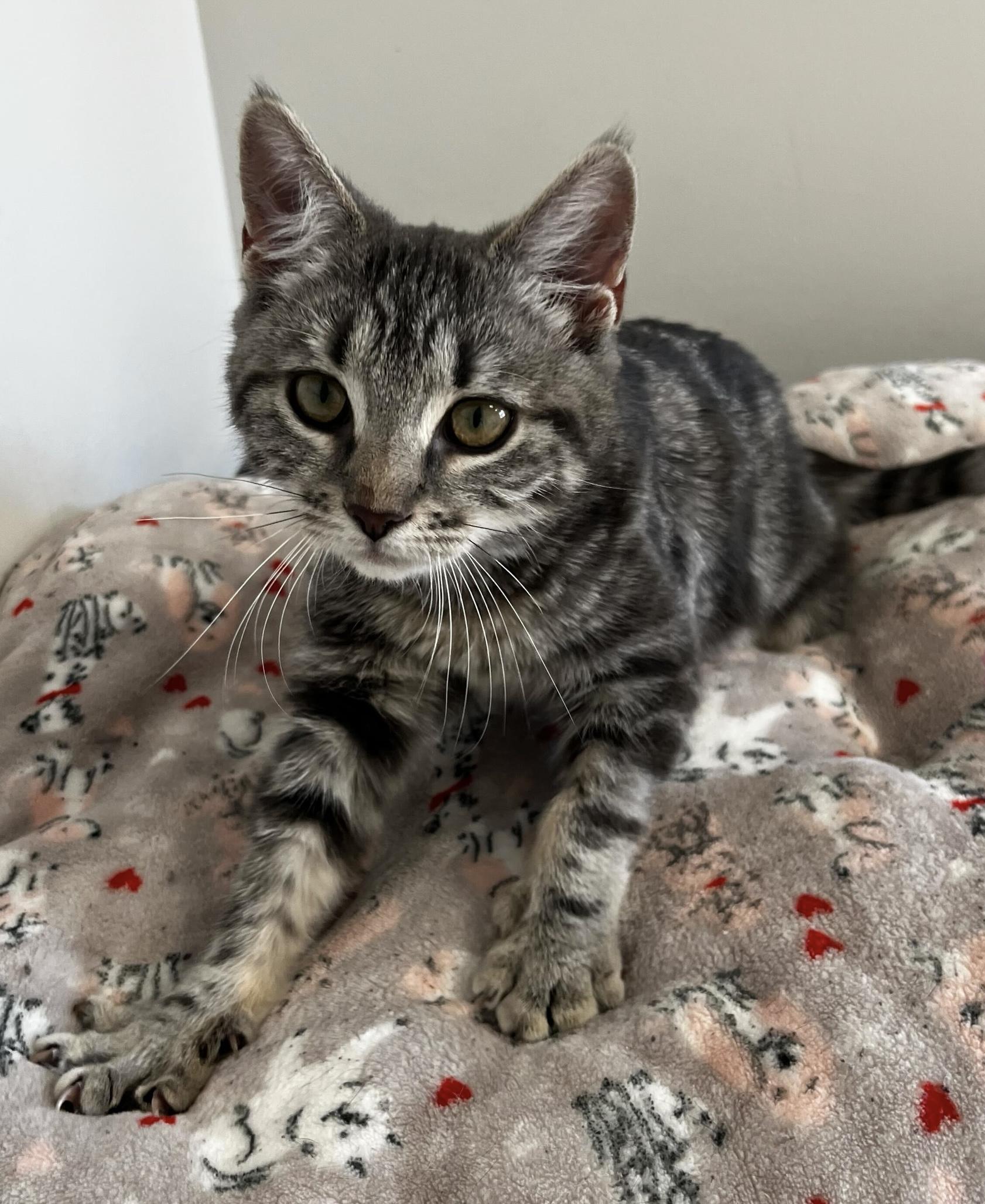 Agnes, adopted, Kitten Female Domestic Short Hair.