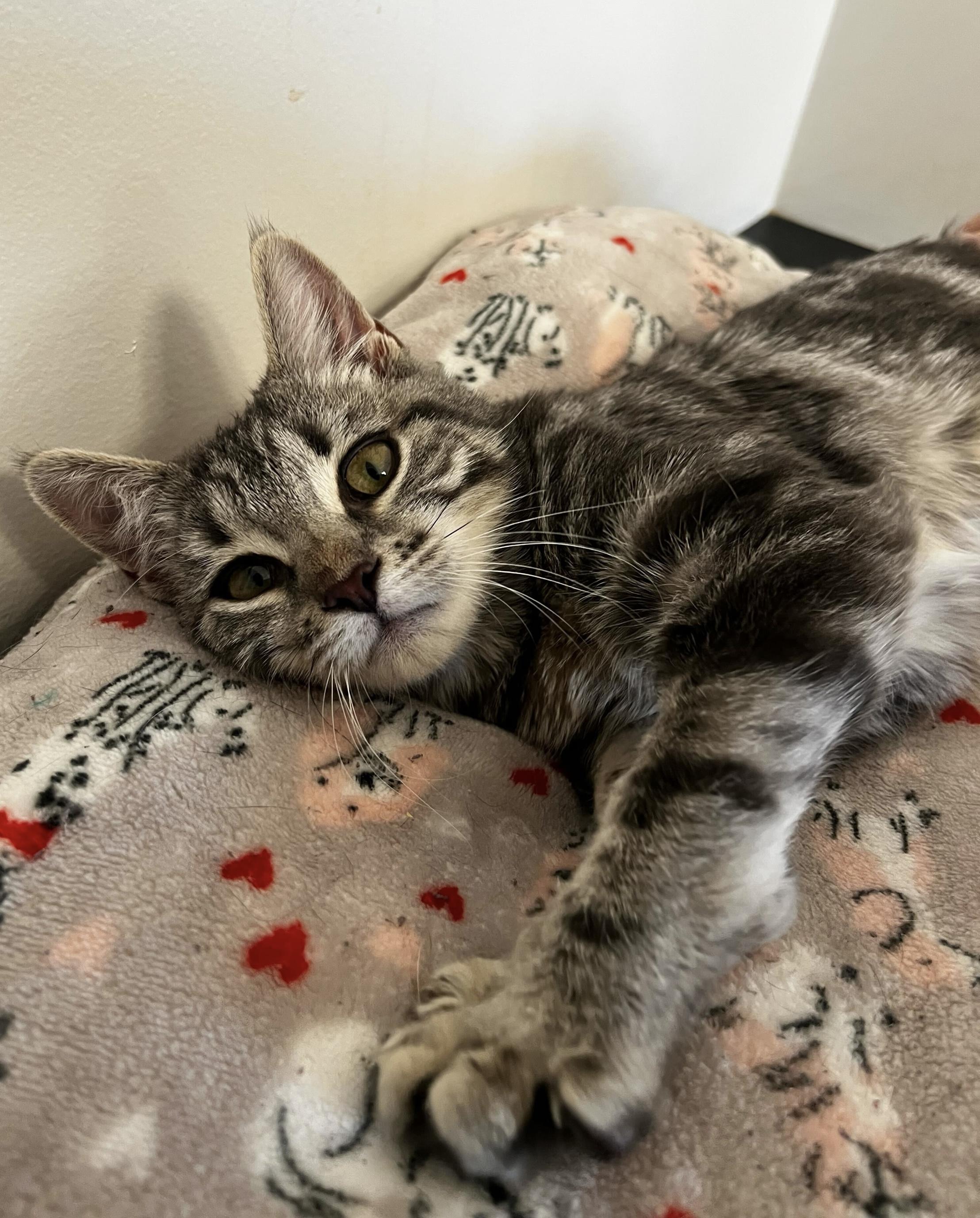 Enlarge Agnes, an adopted Domestic Short Hair in North Haven, CT image 2/5