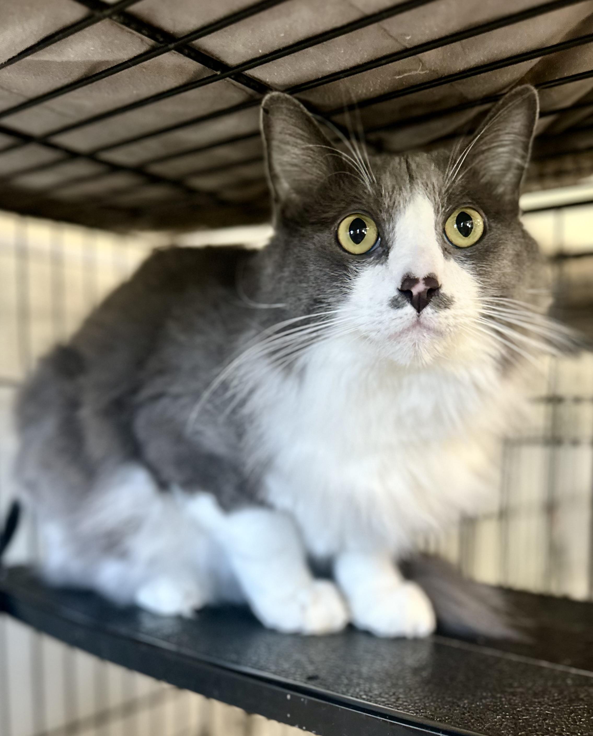 Enlarge Colby, an adoptable Domestic Long Hair in Jackson, CA image 1/2