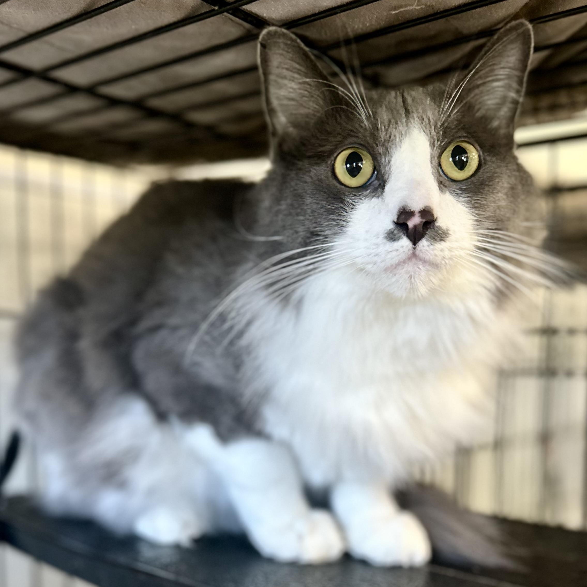 Enlarge Colby, an adoptable Domestic Long Hair in Jackson, CA image 2/2