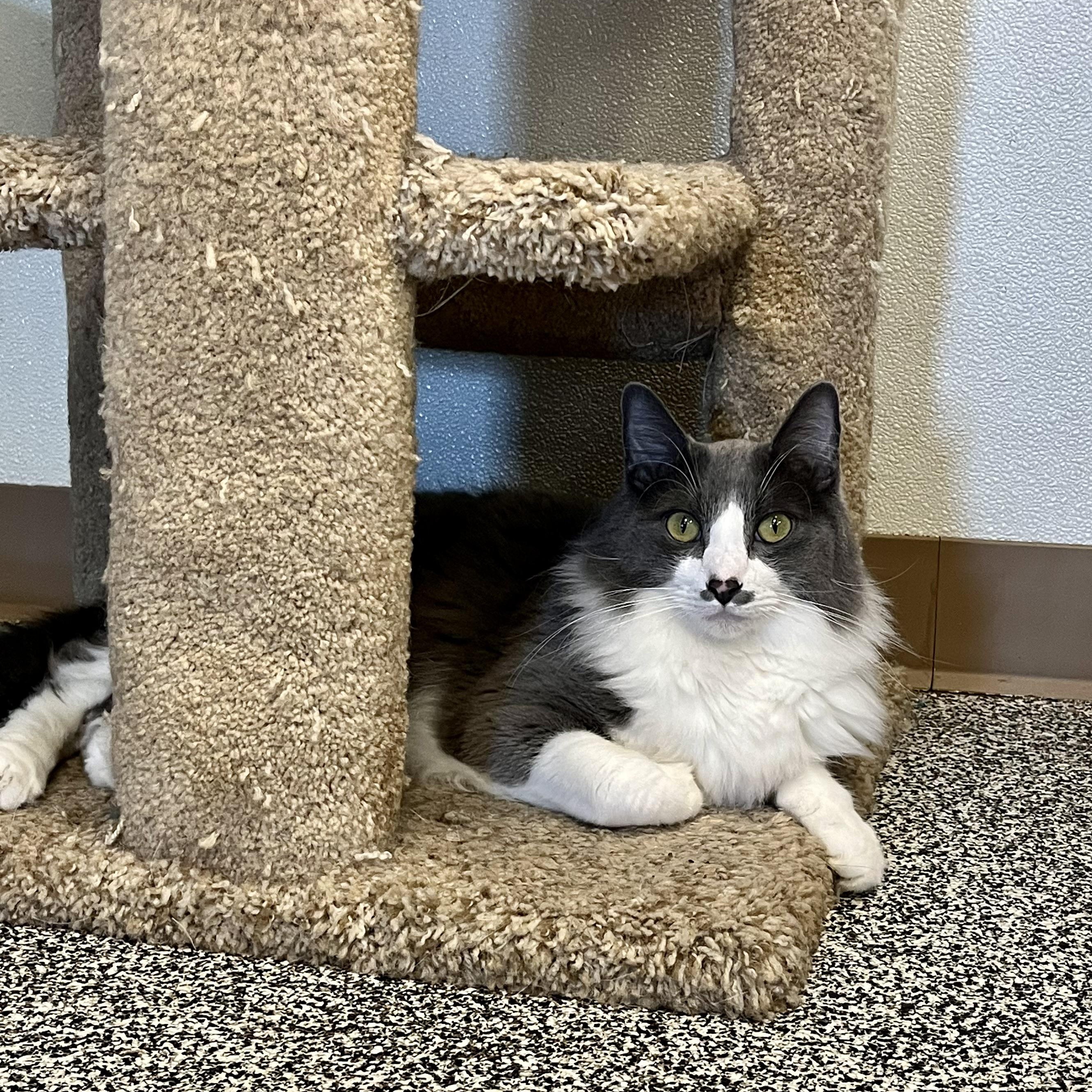 Colby, adoptable, Adult Male Domestic Long Hair.
