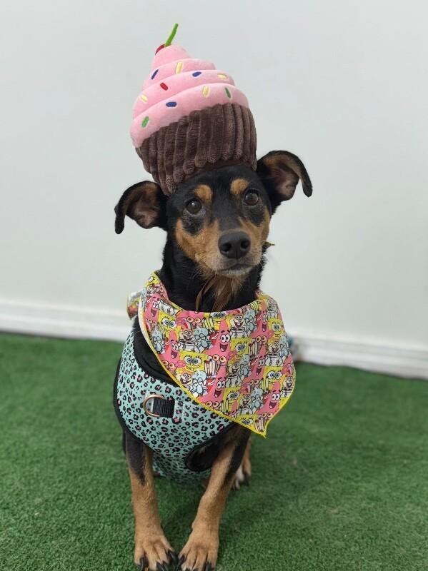 Adopt Daisy Lu