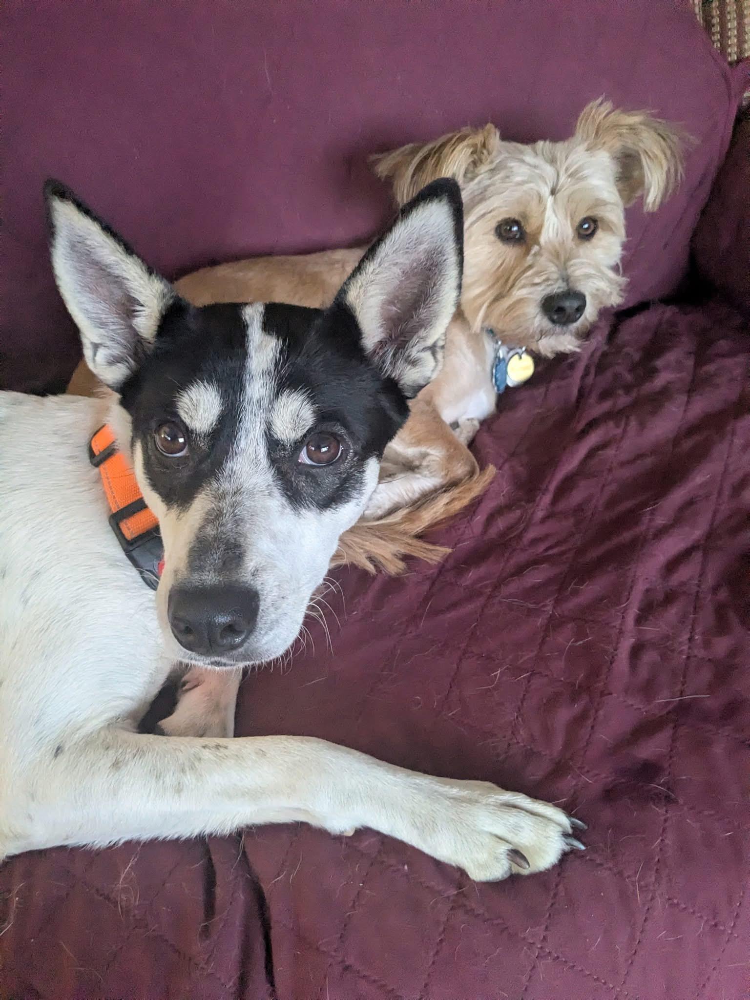 Enlarge Princess, a ADOPTABLE Mixed Breed in Highland, NY image 3/6