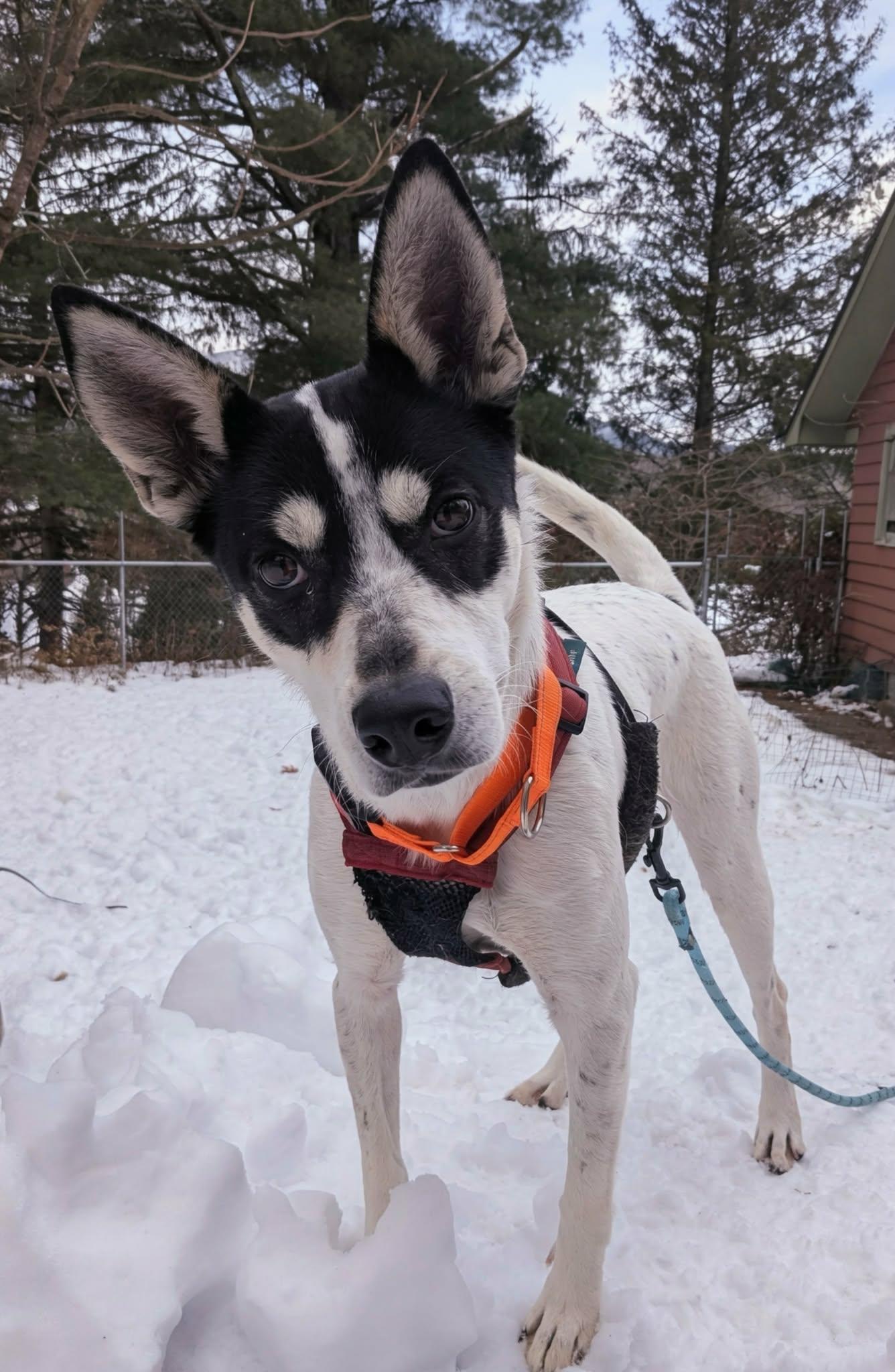 Enlarge Princess, a ADOPTABLE Mixed Breed in Highland, NY image 4/6