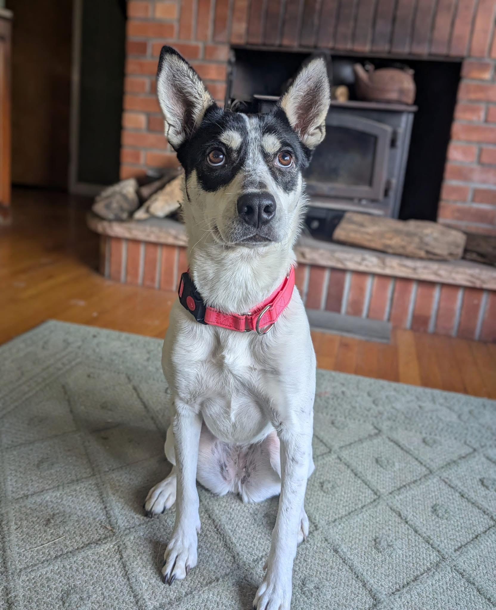 Enlarge Princess, a ADOPTABLE Mixed Breed in Highland, NY image 2/6