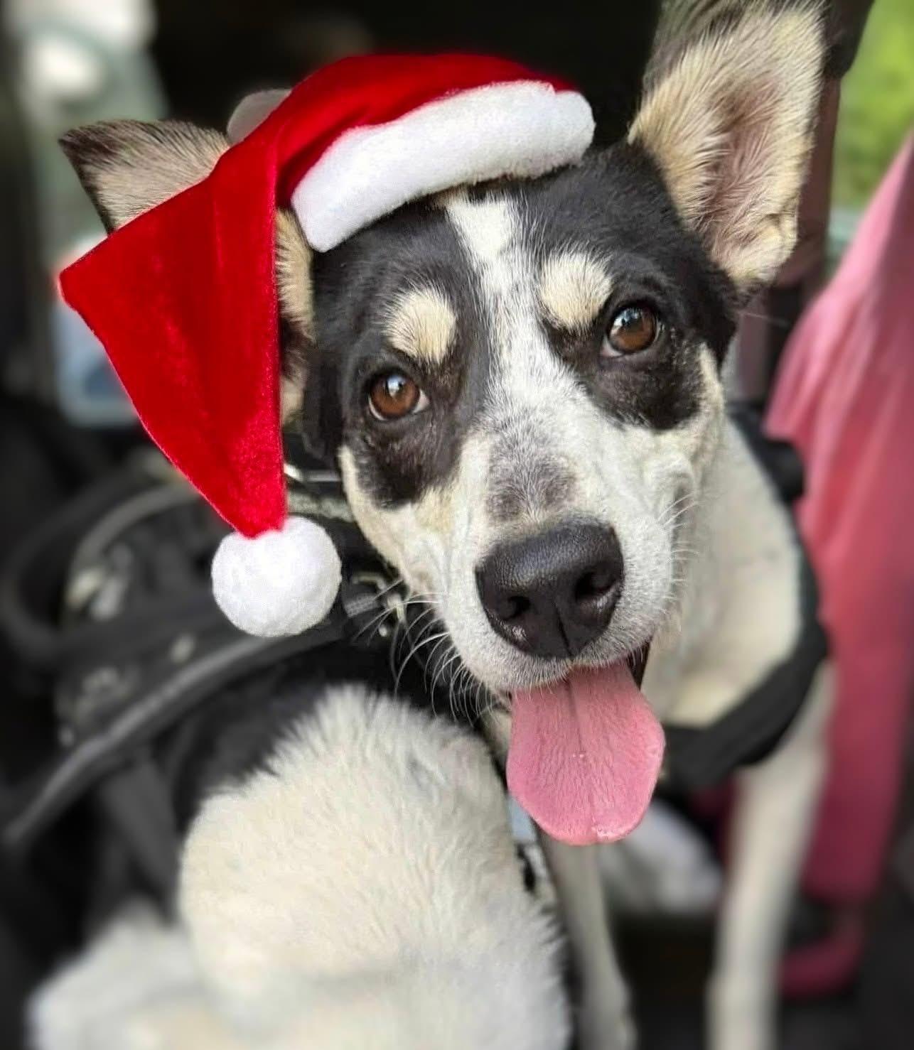 Princess, ADOPTABLE, Young Female Mixed Breed.