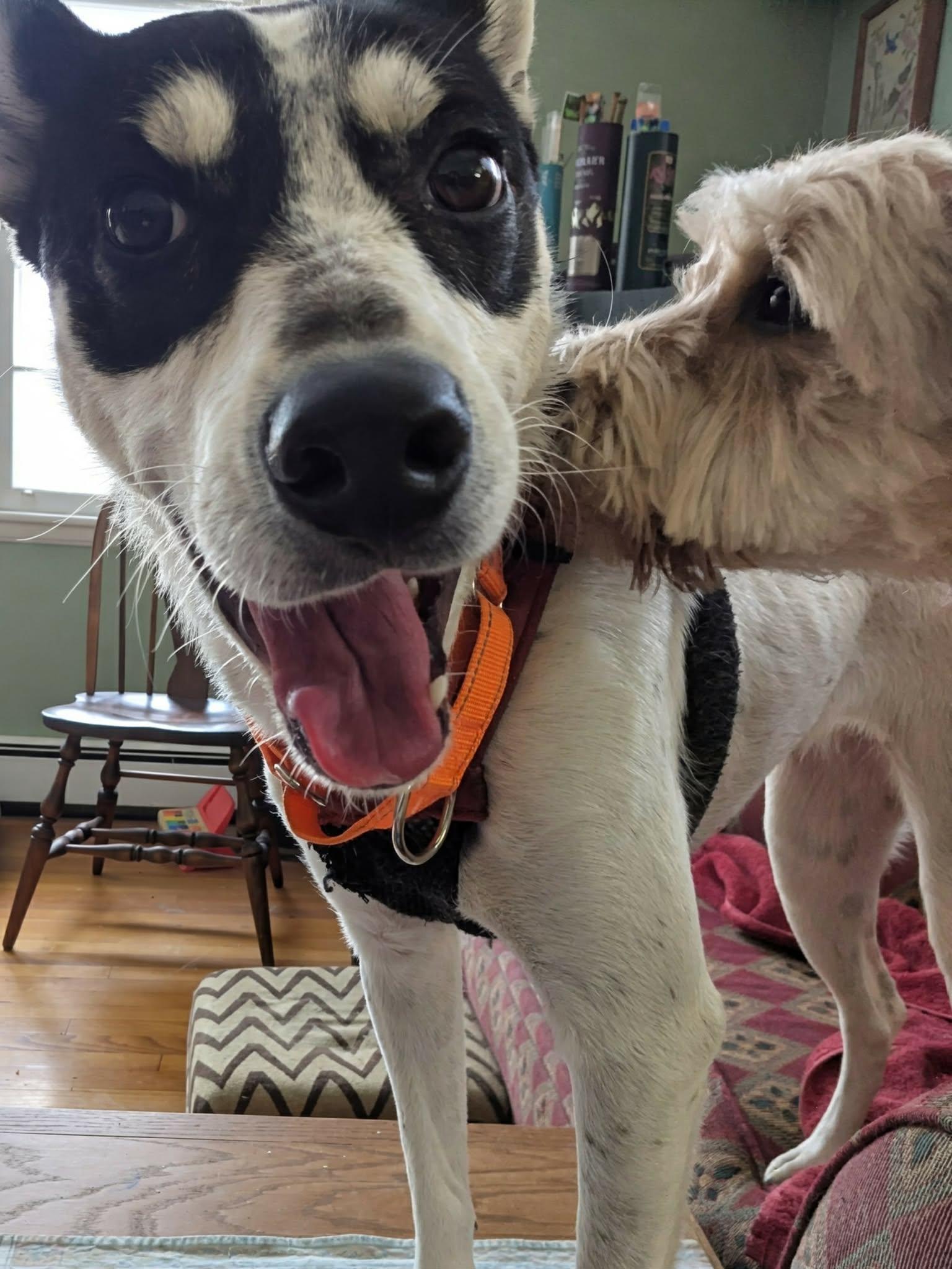 Enlarge Princess, a ADOPTABLE Mixed Breed in Highland, NY image 5/6