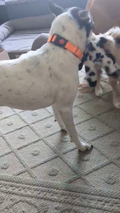 Enlarge Princess, a ADOPTABLE Mixed Breed in Highland, NY video 6/6