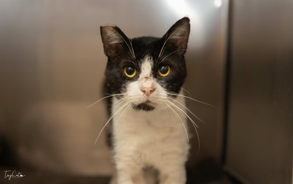 Oreo Stuffins, Adoptable, Young Male Domestic Short Hair.