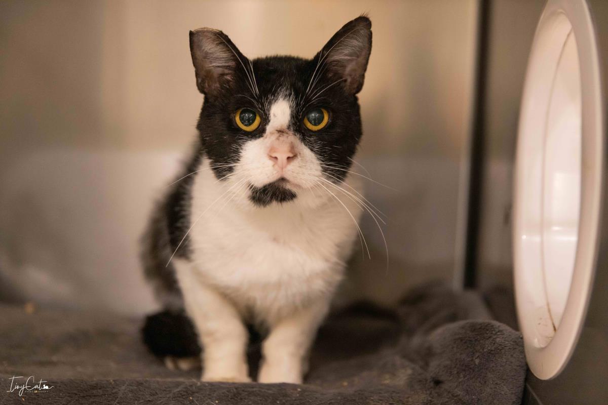 Enlarge Oreo Stuffins, a Adoptable mixed breed in Lincoln, CA image 2/3