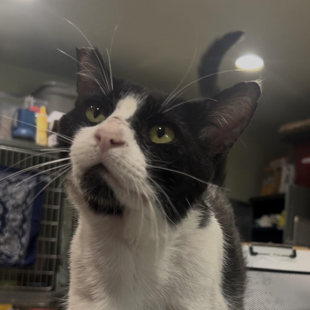 Enlarge Oreo Stuffins, a Adoptable mixed breed in Lincoln, CA image 3/3