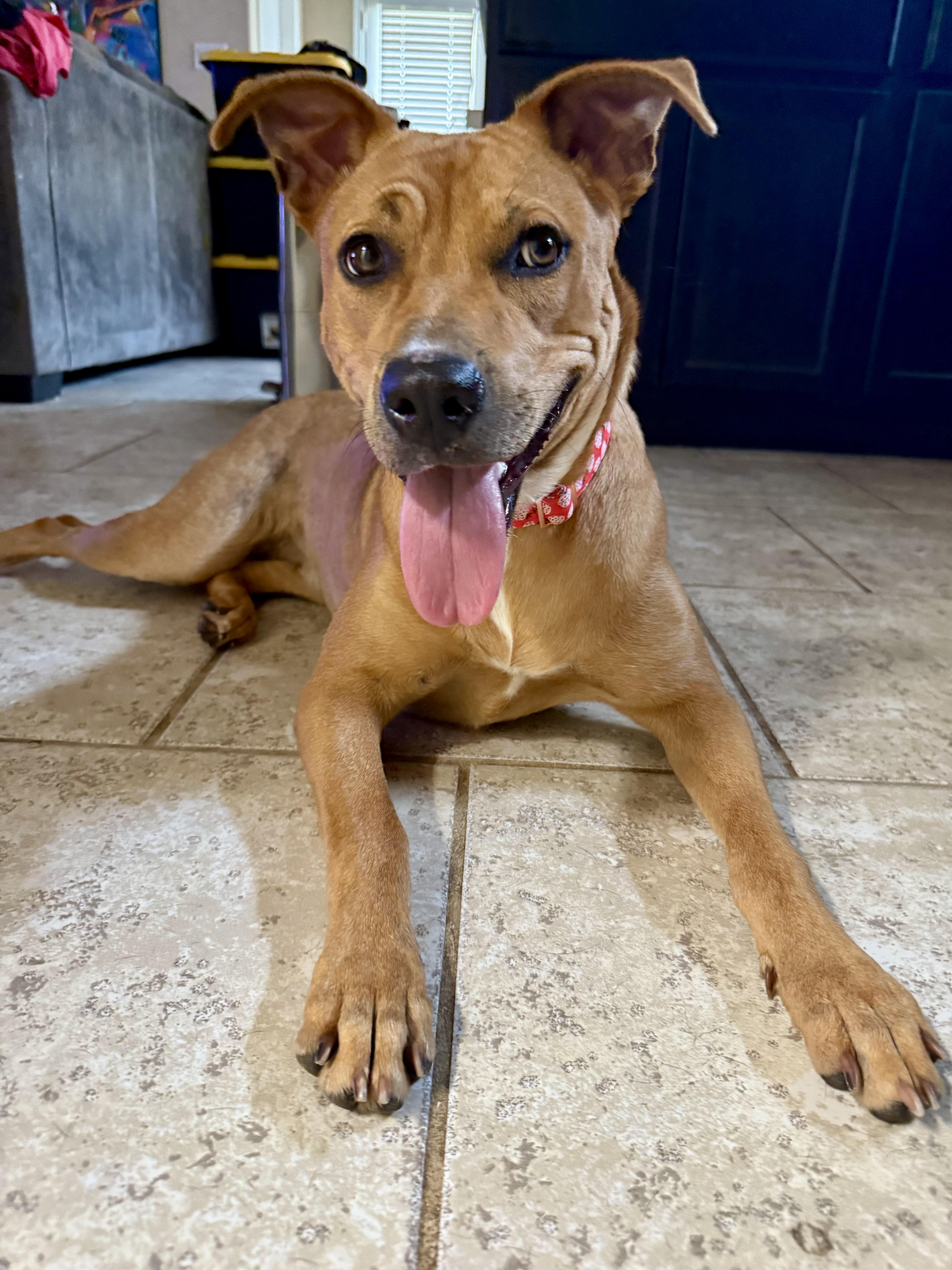Enlarge Shelly, a Adoptable mixed breed in Hermiston, OR image 4/6