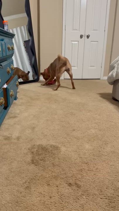 Enlarge Shelly, a Adoptable mixed breed in Hermiston, OR video 6/6