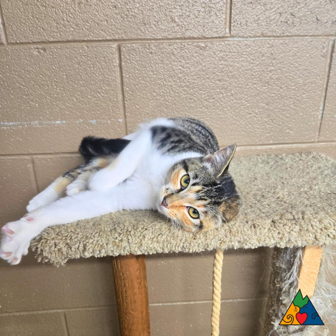 Tandoori, an adoptable Domestic Short Hair in Douglas, WY, 82633 | Photo Image 3