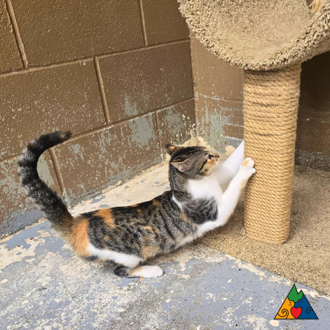 Tandoori, an adoptable Domestic Short Hair in Douglas, WY, 82633 | Photo Image 4