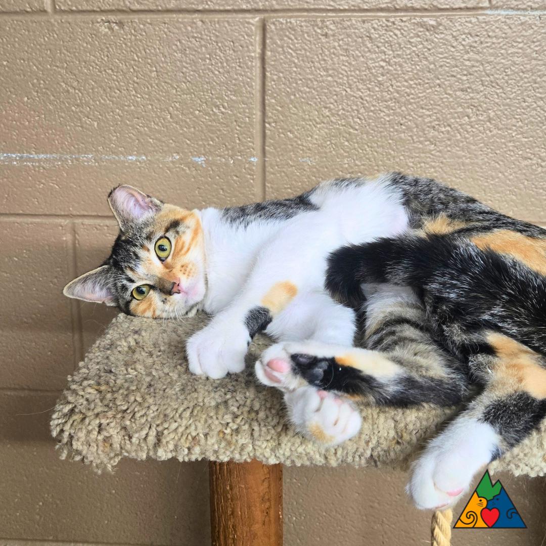 Tandoori, an adoptable Domestic Short Hair in Douglas, WY, 82633 | Photo Image 2
