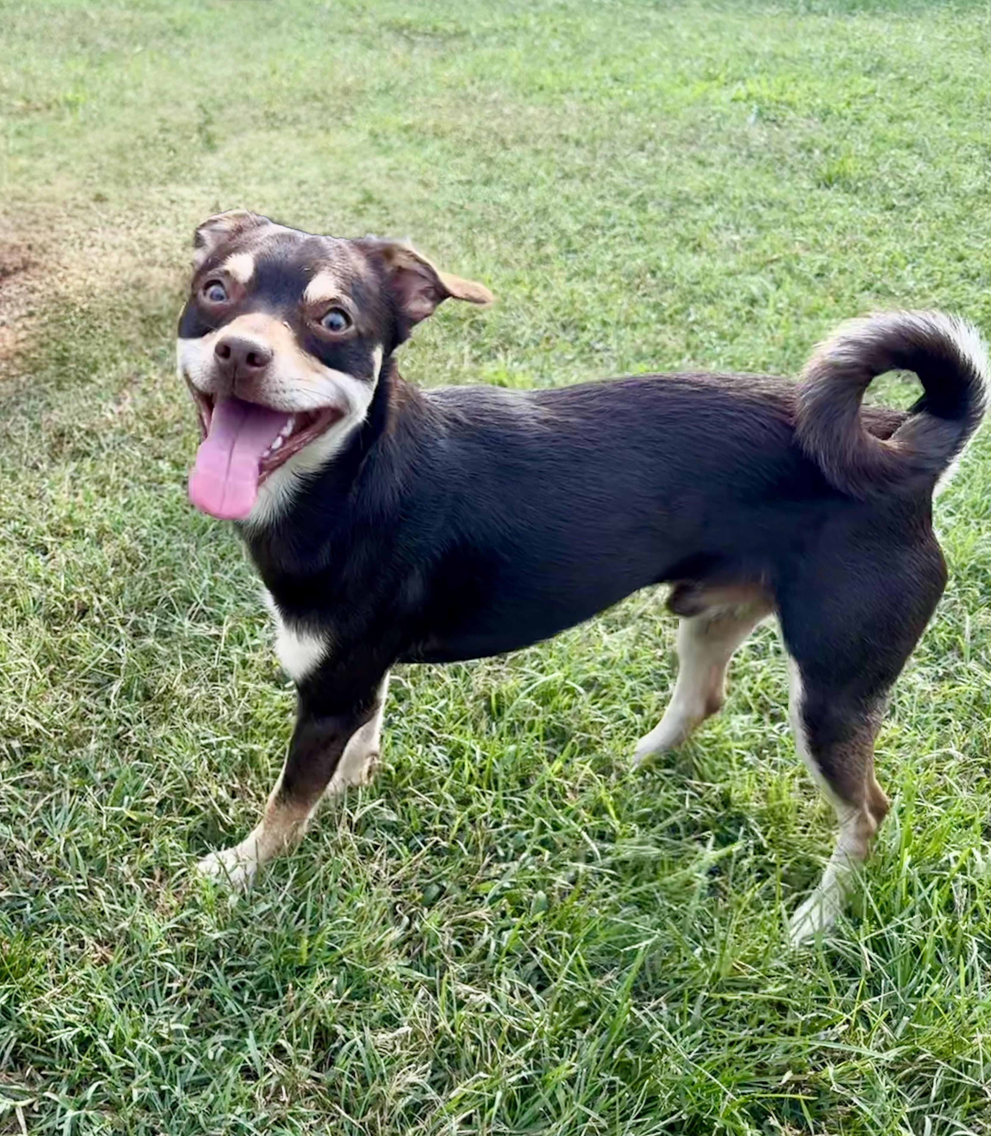 Enlarge Chocolate, a ADOPTABLE Chihuahua in Maiden, NC image 4/6